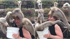 ostrich babysitter jobs for lazy people]